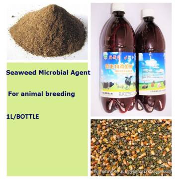 Aditivo para piensos microbianos de algas marinas para alimentación orgánica